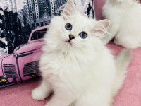British Longhair Yavru Kediler