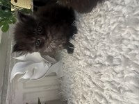 Orjinal Maine Coon Yavrular
