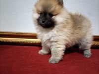 Pomeranian Boo 50 Günlük