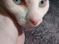 Sphynx kedimiz
