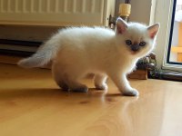 Safkan British Shorthair Anne Altından Yavrular