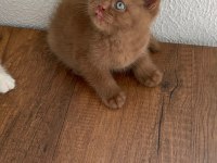 Premium British Shorthair Cinnamon
