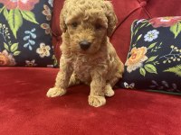 Red Toy Poodle yavrularımız