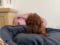 Red poodle yavrularımız