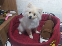 4 aylık dişi pomeranian