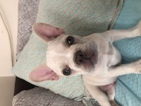 Lilac Tan Platinium French Bulldog