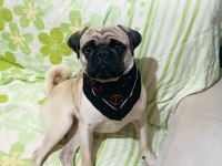 Safkan pug 1 yaşında erkek