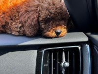 Erkek 5 aylık toy poodle