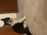 4,5 aylık british shorthair erkek maskeli oğlum