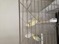 2 yetişkin 1 yavru dişi 2 yetişkin erkek muhabbet