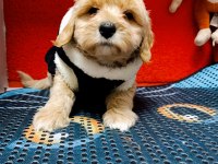 KIVIR KIVIR ORJINAL MALTİPOO BEBEKLER