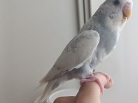 1 ADET YAVRU ERKEK MUHABBET KUŞU 2 AYLIK