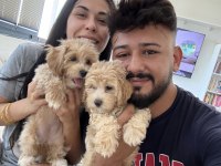 Teacup boy maltipoo bebekler