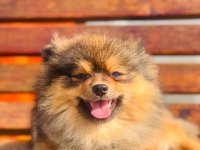 Pomeranian boo teslime hazır