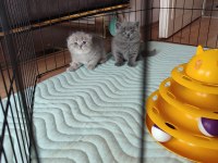 Scottish fold kedimiz