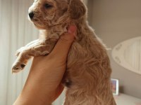 Dünya tatlısı toy poodle bebek