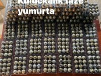 Antalya Yemelik kuluçkalık Bıldırcın yumurtası