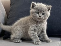 Orjinal british shorthair
