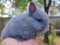 Cüce Tavşan (Netharlend dwarf)