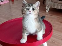 İKİ ERKEK KARDEŞ BİLEK GOLDEN KEDİMİZ