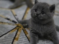 Dünya tatlısı ayı kafa yavru british shorthair
