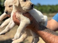 Golden retriever köpeği minnoşlar
