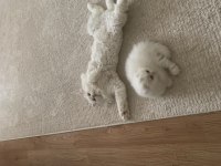 Dişi Scottish Fold