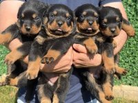 Rottweiler Yavruları