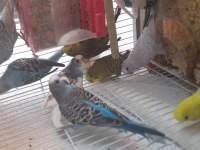 Sahiplendirme erkek dişi muhabbet kuşu