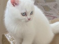 SCOTTİSH UFAKLIK SAHİPLENDİRİLMEYE HAZIR