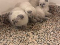 Blue Point Scottish Fold Yavrular
