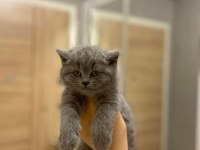 Safkan Brıtısh Shorthair Yavrular