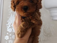 Bebek yüzlü toy poodle yavru