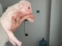 Dişi French Bulldog