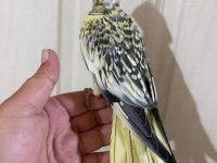 51 GÜNLÜK HARİKA SULTAN PAPAĞANI BEBEK
