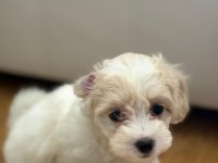 Maltipoo Yavru