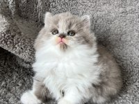 Dişi bicolor lilac long perfect british longhair