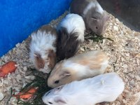 Guinea Pig Yavruları Yeni Yuvalarına Hazır