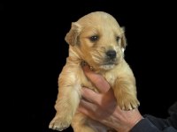Bebek yüzlü a sınıf golden retriever yavrular