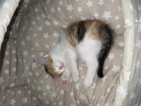 British shorthair kırması kedimiz