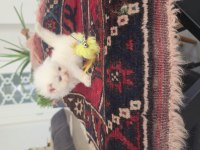 Erkek Golden Point British Longhair