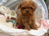 Toy Poodle Yavrularımız Yeni Yuvalarını Bekliyor.