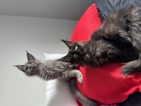 Ayşe ARIK FARKIYLA Maine Coon