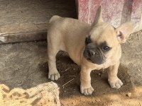 Çok Acil Sahiplendirilecek Dişi French Bulldog Yavrum
