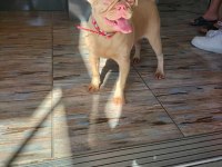 Mükemmel kalitede Pink taşıyıcı dişi pug yavrular