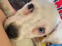 JACK RUSSELL DİŞİ 4 AYLIK SAHİPLENDİRME ÜCRETSİZ