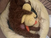 Toy Poodle Erkek 2 Aylık