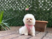 Pomeranian boo prenses bebek