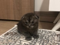 50 günlük British shorthair