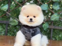 Pomeranian boo yavrumuz